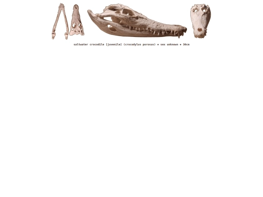 taxidermy/skulls/crocodile screenshot