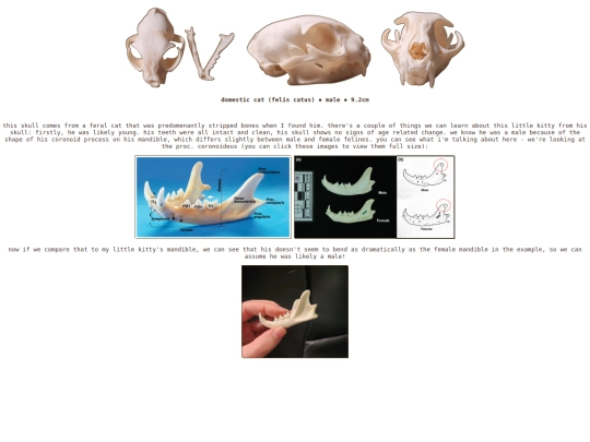 taxidermy/skulls/domesticcat screenshot