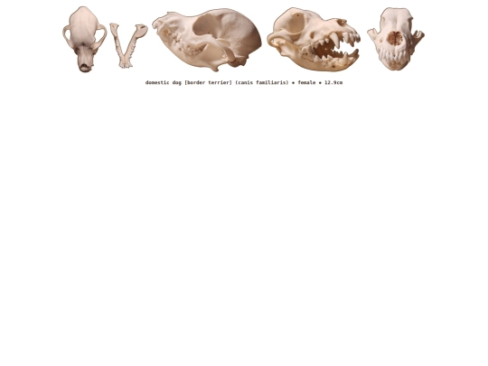 taxidermy/skulls/domesticdog screenshot