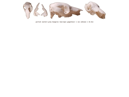taxidermy/skulls/easterngrey screenshot