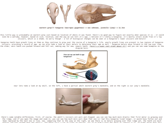 taxidermy/skulls/easterngreyjoey screenshot