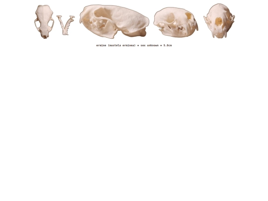 taxidermy/skulls/ermine screenshot