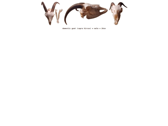 taxidermy/skulls/goat screenshot
