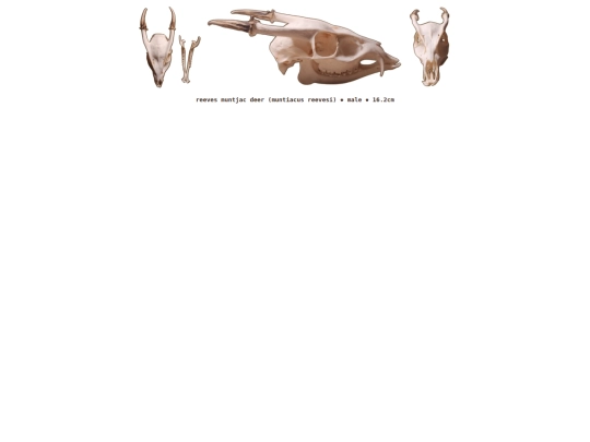 taxidermy/skulls/muntjac screenshot