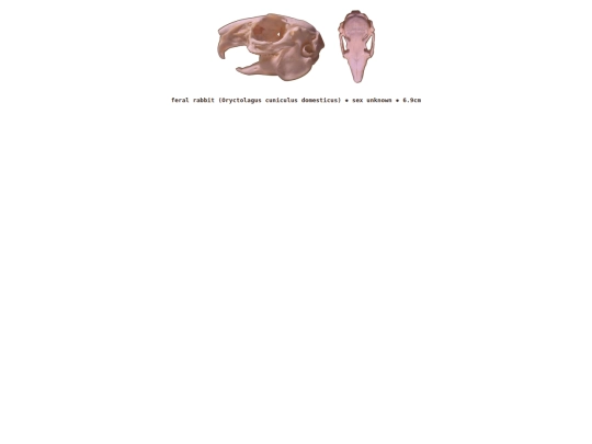 taxidermy/skulls/rabbit screenshot