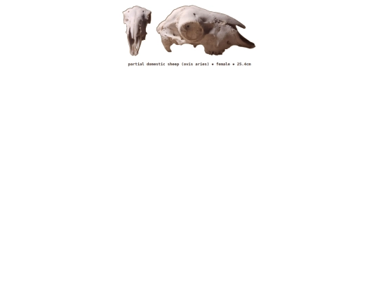 taxidermy/skulls/sheep screenshot