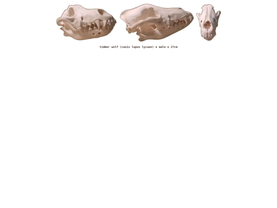taxidermy/skulls/timberwolf screenshot