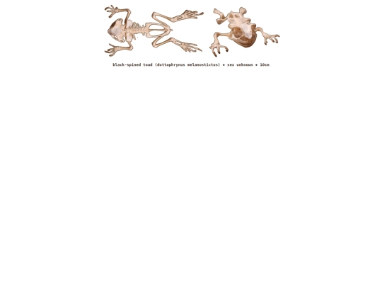 taxidermy/skulls/toad screenshot