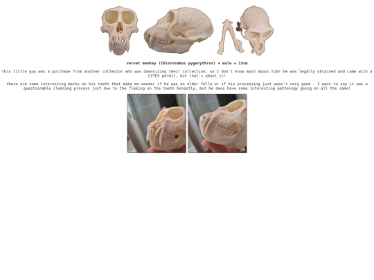 taxidermy/skulls/vervetmonkey screenshot