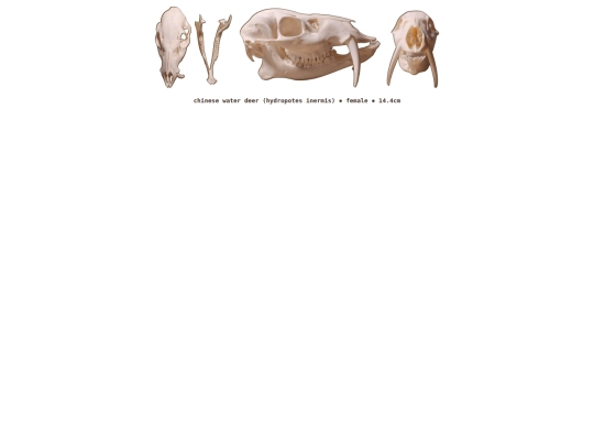 taxidermy/skulls/waterdeer screenshot