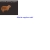 capybara-elegance.neocities.org avatar