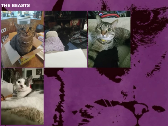 cats screenshot
