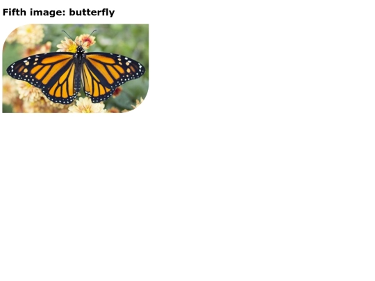 butterfly screenshot