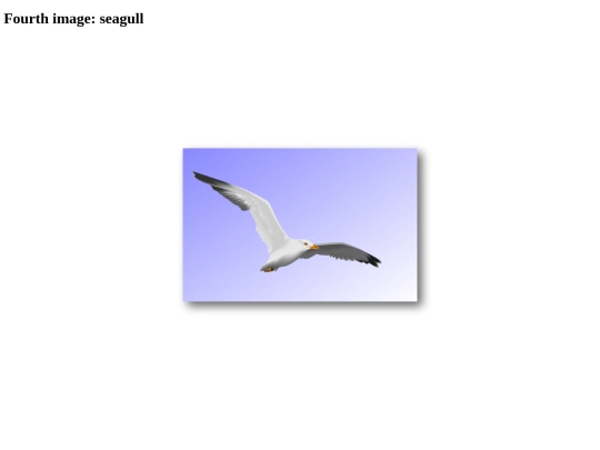 seagull screenshot