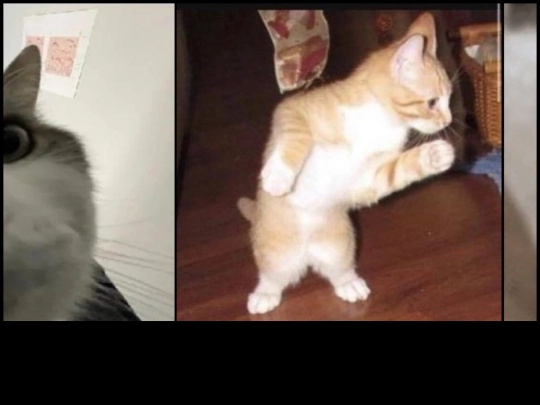 cat screenshot