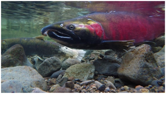 fish screenshot