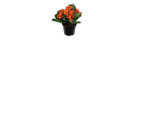 isbjrn screenshot