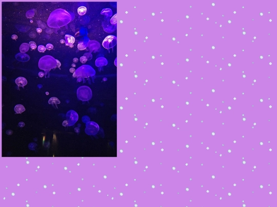Jellyfish screenshot