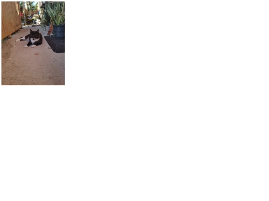 boots screenshot
