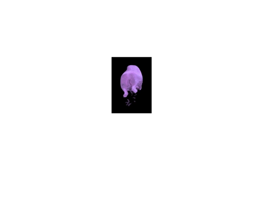 pig screenshot