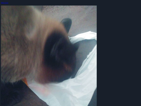 cat screenshot