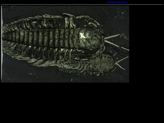 fossil_collection screenshot