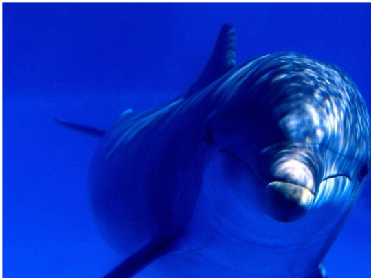 obrazky/delfin screenshot