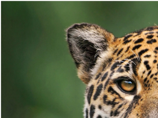 obrazky/jaguar screenshot