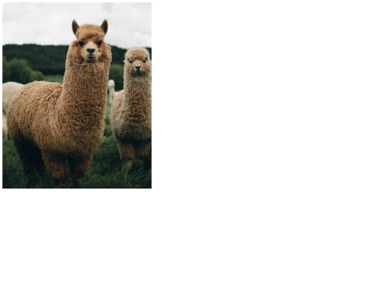 obrazky/lama screenshot