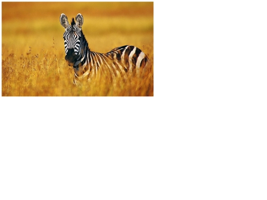 obrazky/zebra screenshot