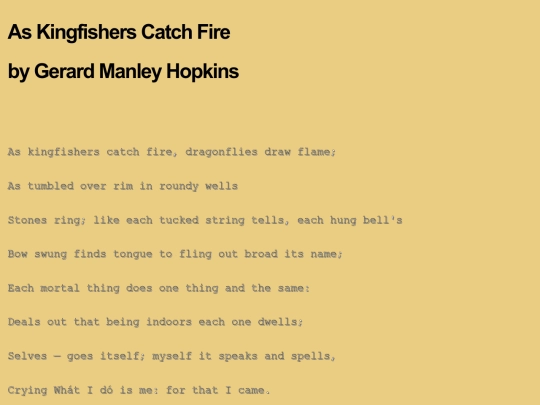kingfishers screenshot