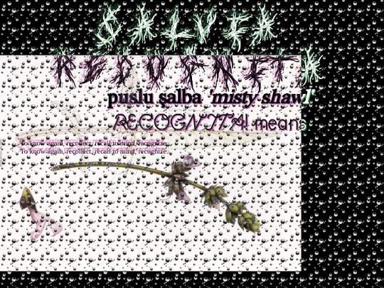 salvia/recognita screenshot