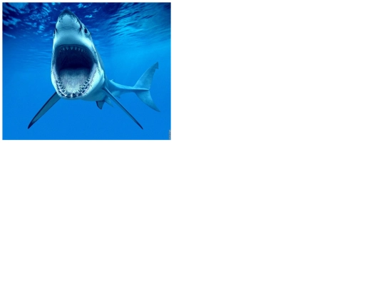 IVT/shark screenshot