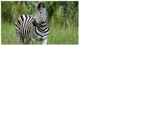 IVT/zebra screenshot