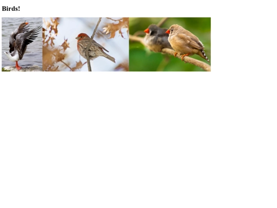 news/birds screenshot