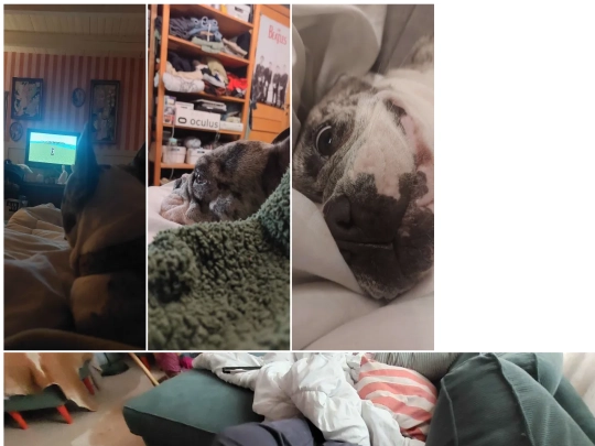 dog screenshot