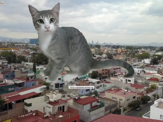 gato screenshot