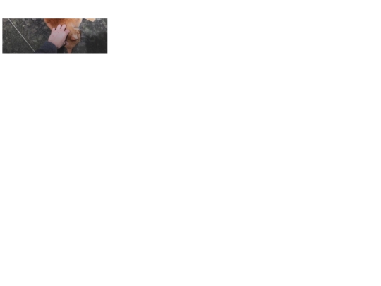 pecar9 screenshot