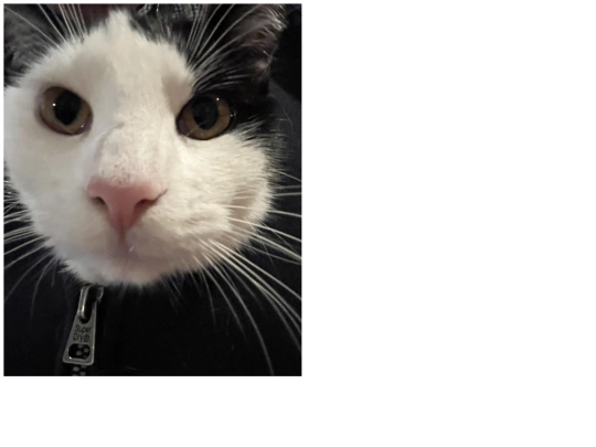 meow screenshot