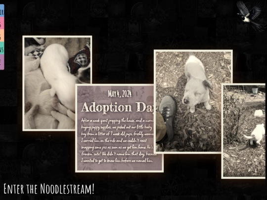 magpie/noodlestream screenshot