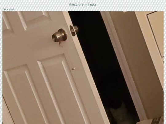 cats screenshot