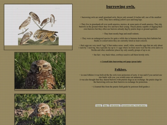 burrowing_owls screenshot