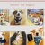 Butter The Puppie avatar