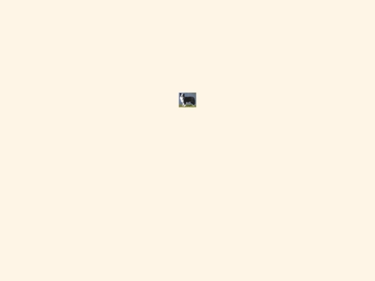 dog screenshot