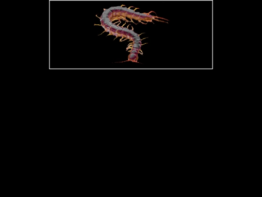 bug screenshot