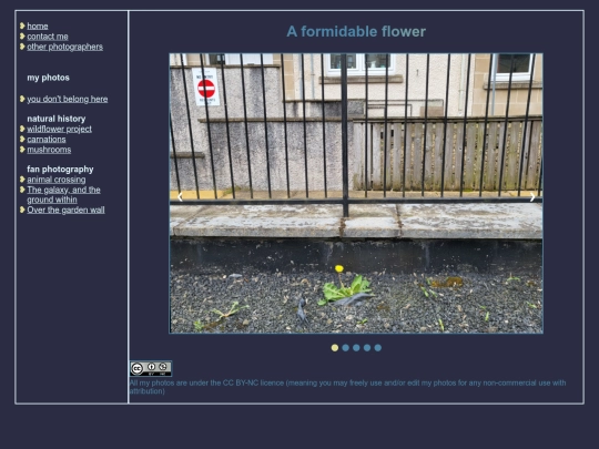 galleries/dandylions/page screenshot