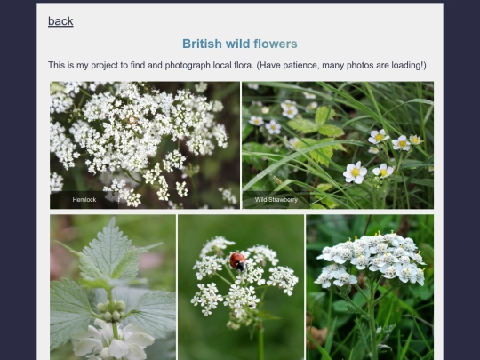 galleries/wildflowers/wildflowers screenshot