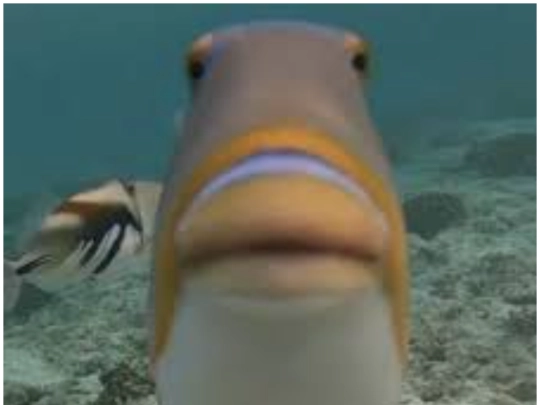 fish5 screenshot