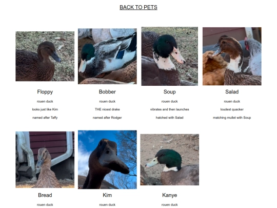 pets/ducks screenshot