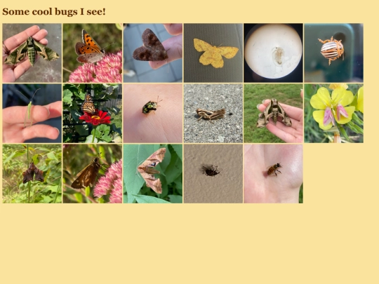 tbs/Bugs screenshot